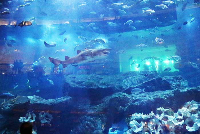 ドバイ水族館